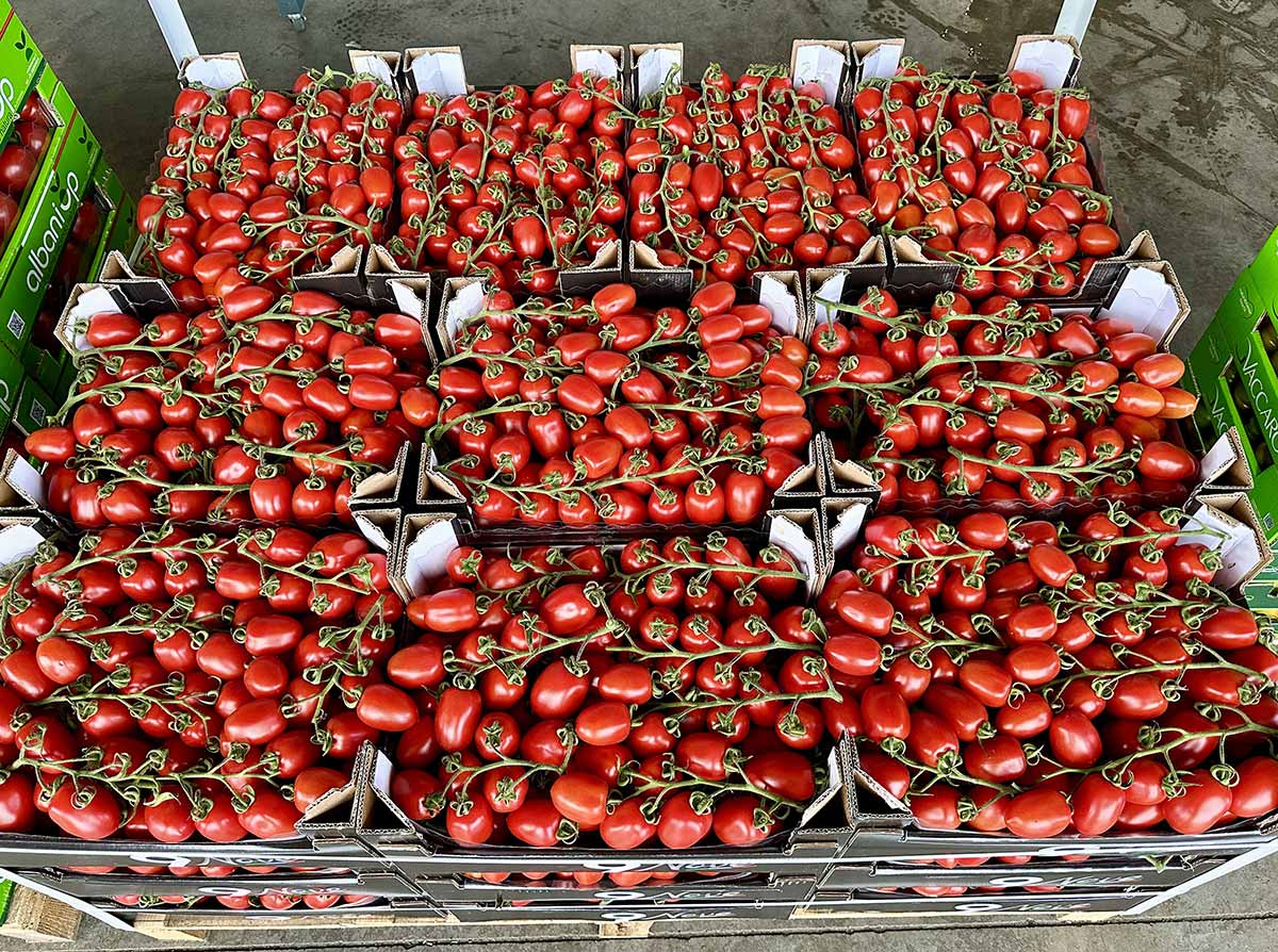 Pomodoro Piccadilly, origine Sicilia, 1,90/2 euro al chilo
